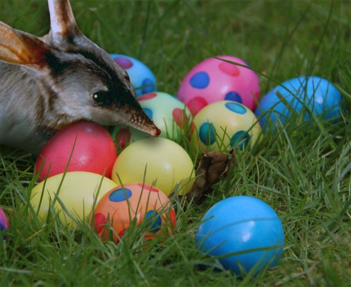 easter-bilby-with-eggs